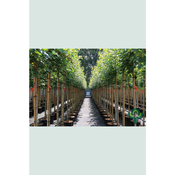 Rode esdoorn - Acer rubrum 'Brandywine'