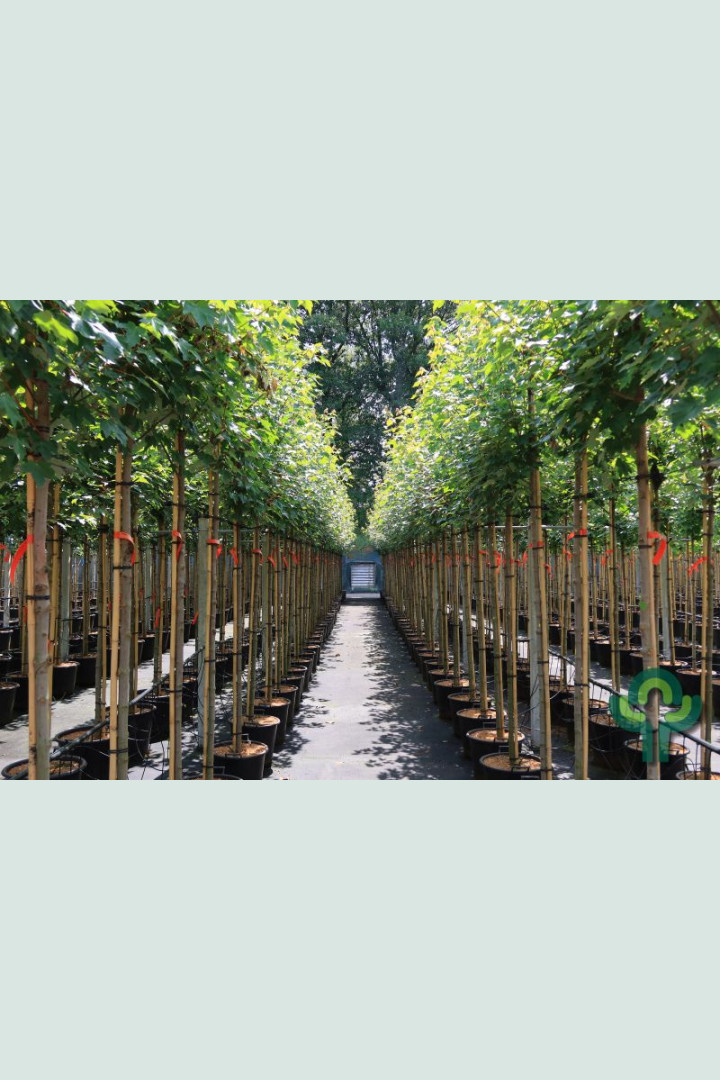 Rode esdoorn - Acer rubrum 'Brandywine'