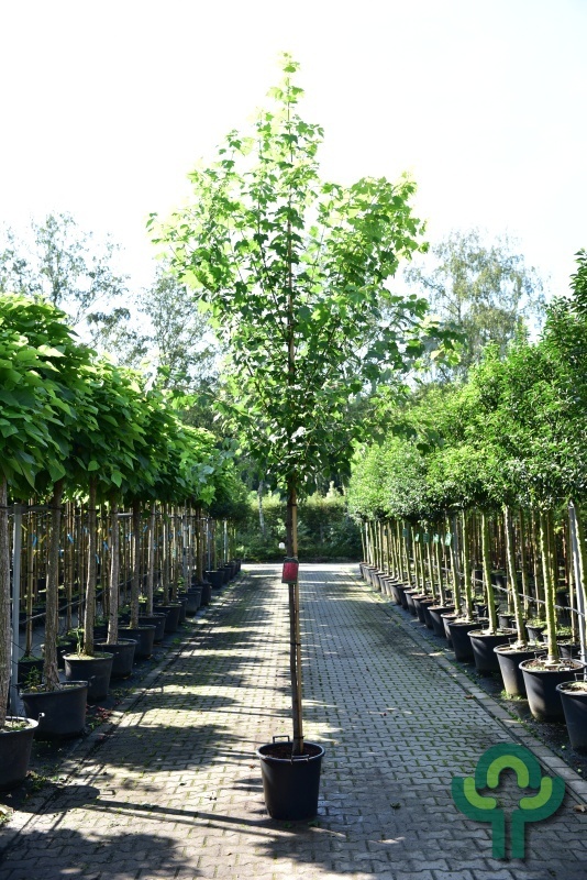 Rode esdoorn - Acer rubrum 'Brandywine'