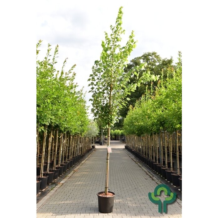 Rode esdoorn - Acer rubrum 'Brandywine'