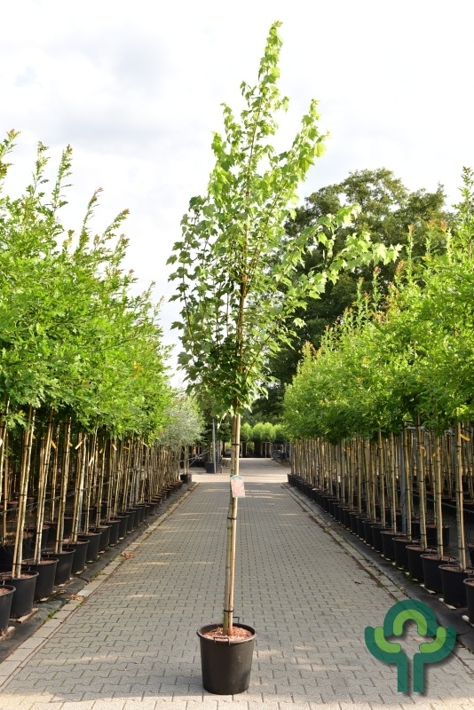 Rode esdoorn - Acer rubrum 'Brandywine'