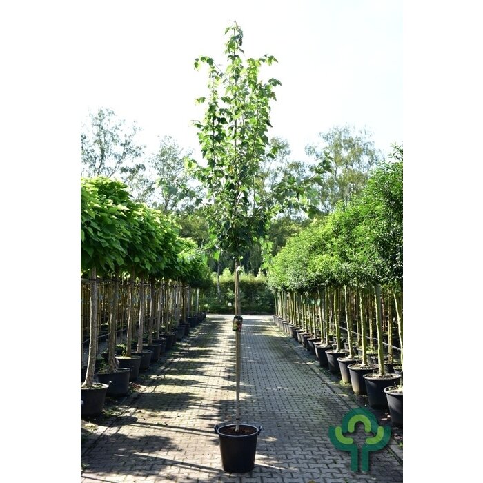 Rode esdoorn - Acer rubrum Red Sunset