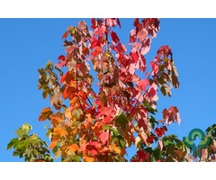 Rode esdoorn - Acer rubrum Red Sunset