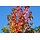 Rode esdoorn - Acer rubrum Red Sunset