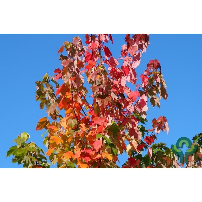 Rode esdoorn - Acer rubrum Red Sunset