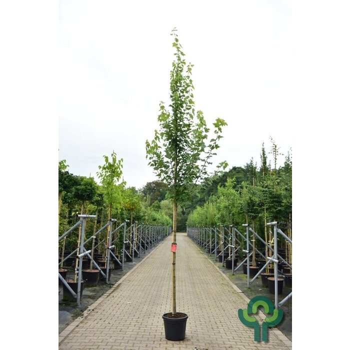Zuilvormige rode esdoorn - Acer rubrum 'Scanlon'