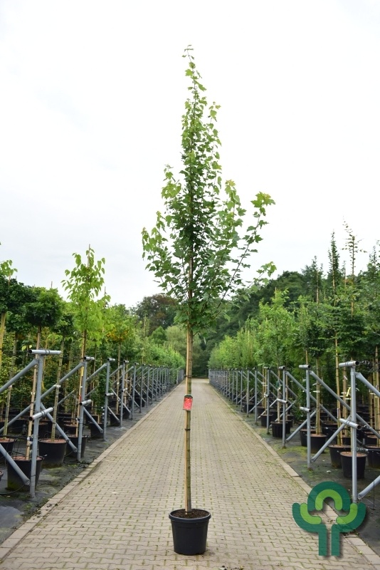 Zuilvormige rode esdoorn - Acer rubrum 'Scanlon'