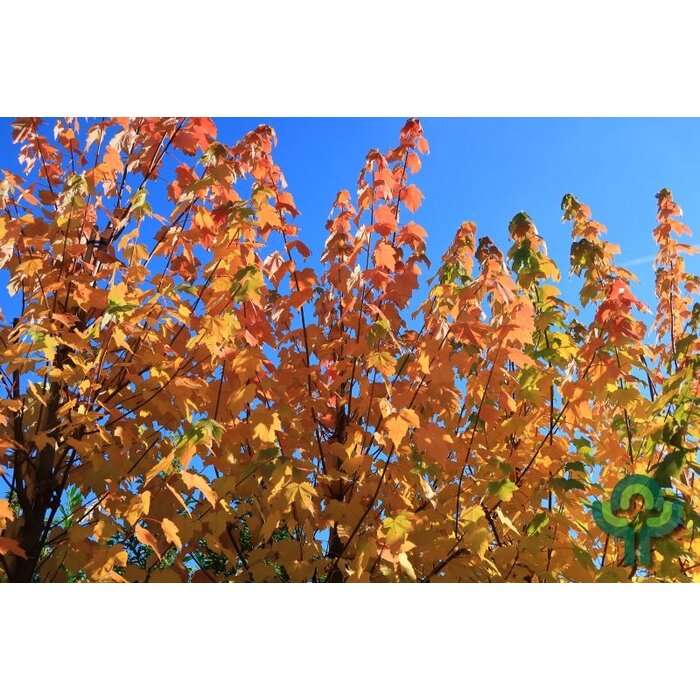 Zuilvormige rode esdoorn - Acer rubrum 'Scanlon'