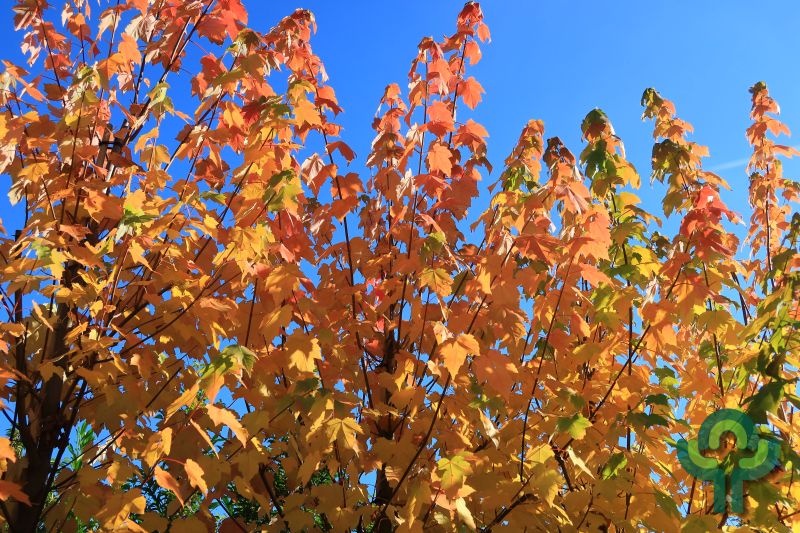 Zuilvormige rode esdoorn - Acer rubrum 'Scanlon'
