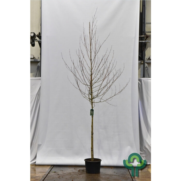 Grijze streepjesbastesdoorn - Acer rufinerve