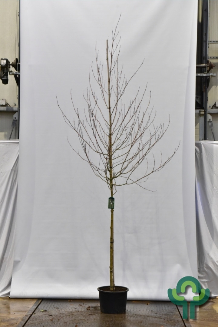 Grijze streepjesbastesdoorn - Acer rufinerve