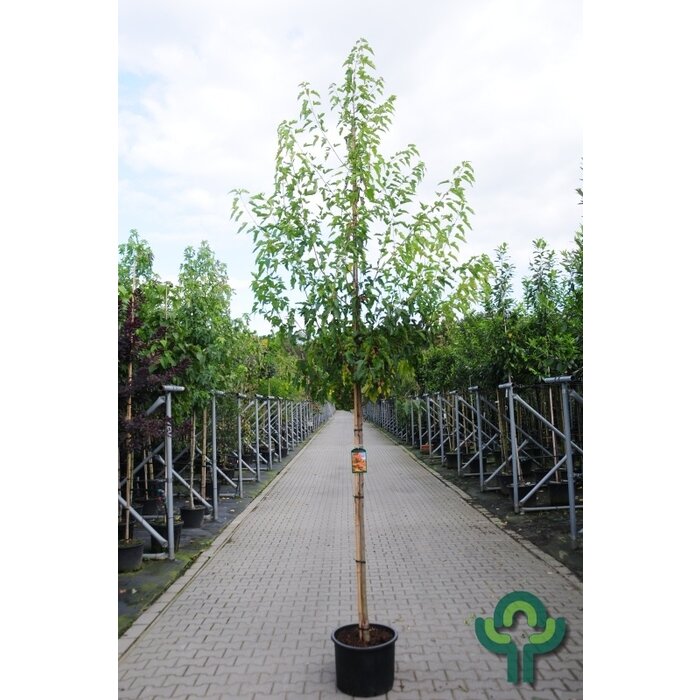 Chinese esdoorn - Acer tataricum ginnala