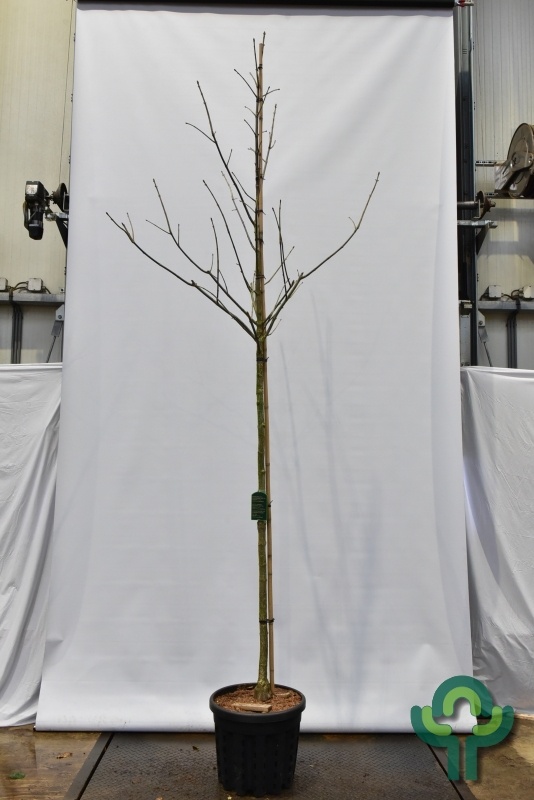 Paardenkastanje - Aesculus arnoldiana