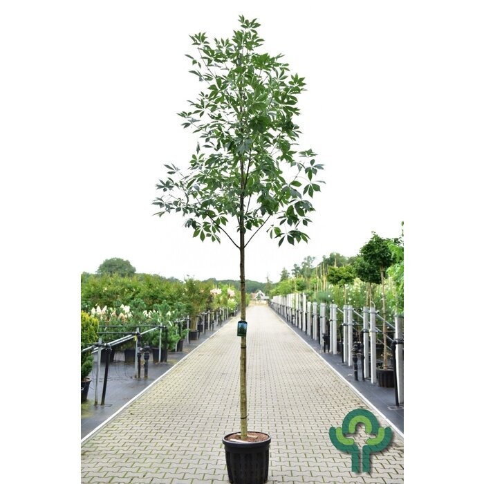 Paardenkastanje - Aesculus 'Autumn Splendor'