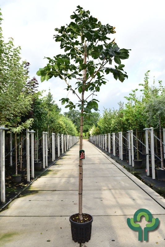Rode paardenkastanje - Aesculus carnea 'Briotii'
