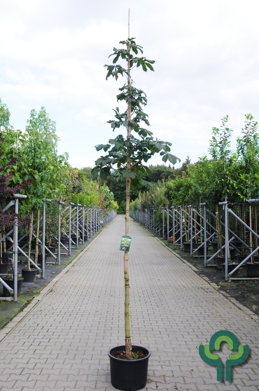 Witte paardenkastanje - Aesculus hippocastanum 'Baumannii'