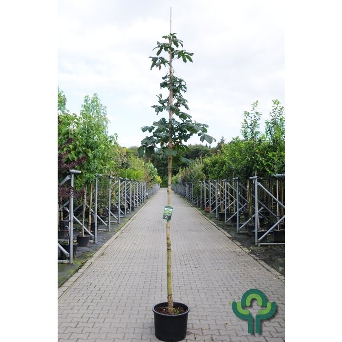 Dwergkastanje - Aesculus pavia 'Rosea Nana'