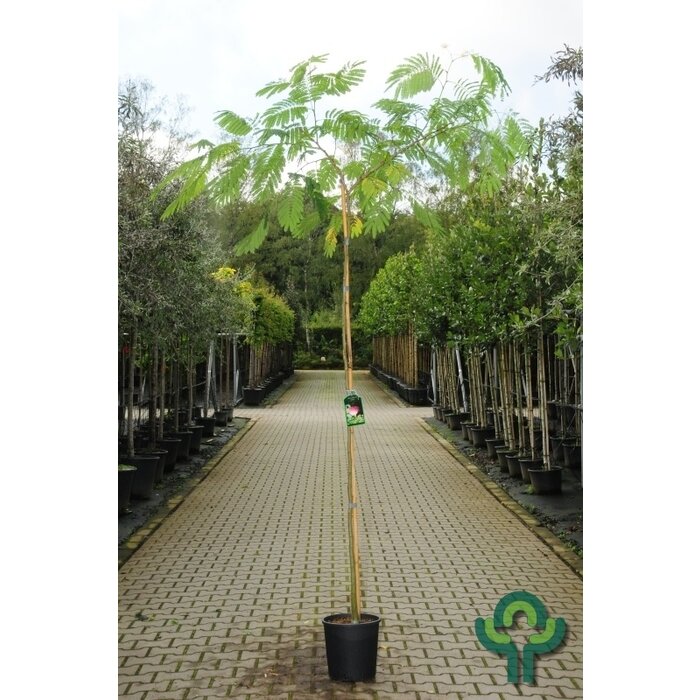 Perzische slaapboom - Albizia julibrissin 'Boubri' (Ombrella)