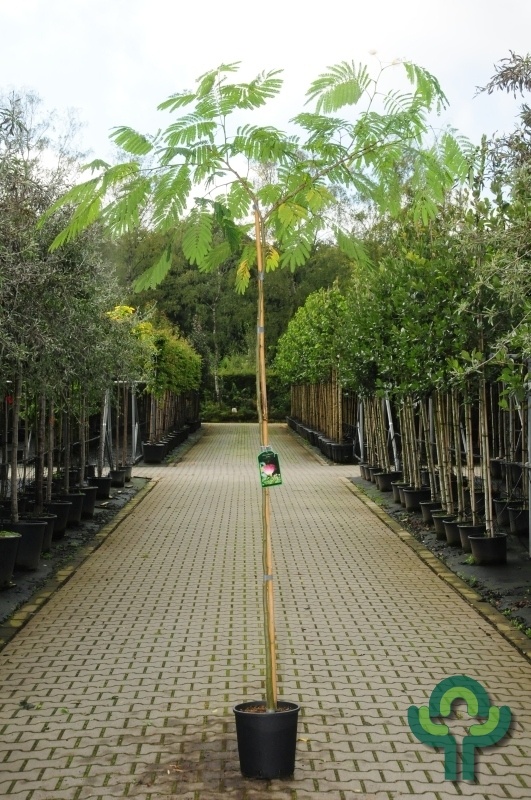 Perzische slaapboom - Albizia julibrissin 'Boubri' (Ombrella)