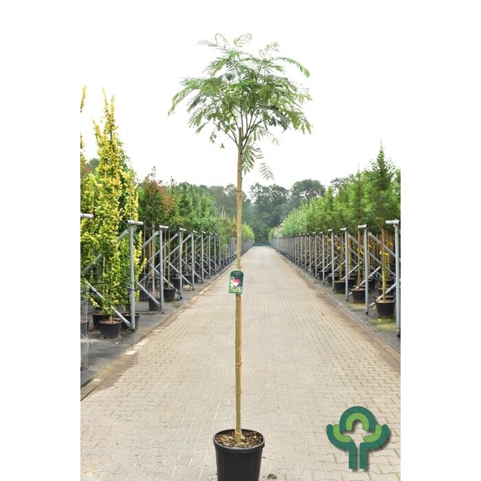 Perzische slaapboom - Albizia julibrissin 'Boubri' (Ombrella)