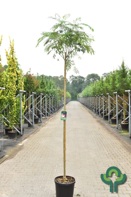 Perzische slaapboom - Albizia julibrissin 'Boubri' (Ombrella)