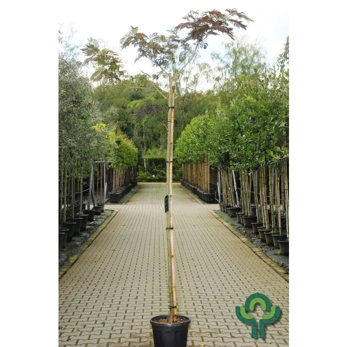 Perzische slaapboom - Albizia julibrissin 'Summer Chocolate'