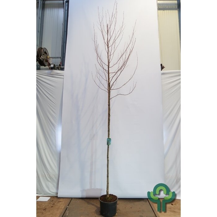 Zwarte els - Alnus glutinosa