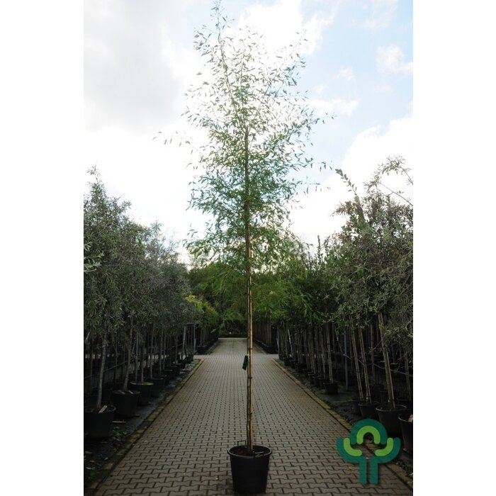 Zwarte Els - Alnus glutinosa 'Imperialis'