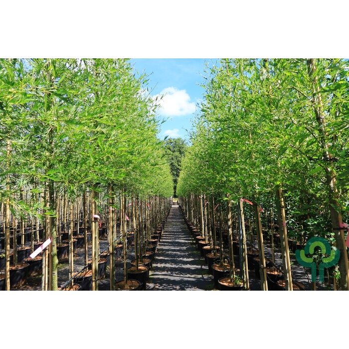 Zwarte Els - Alnus glutinosa 'Imperialis'