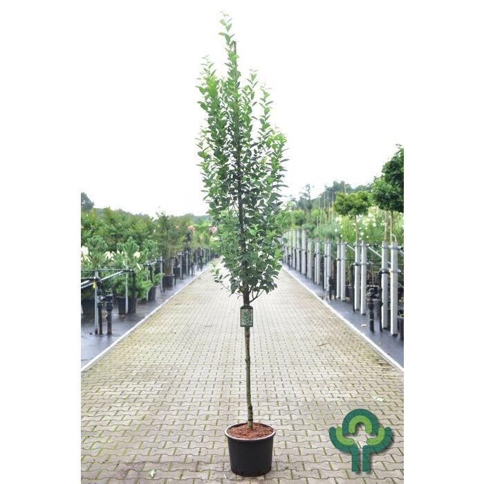 Krentenboom - Amelanchier alnifolia 'Obelisk'