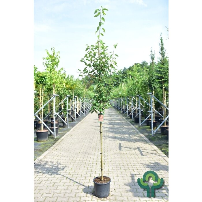 Krentenboom - Amelanchier arborea 'Robin Hill'