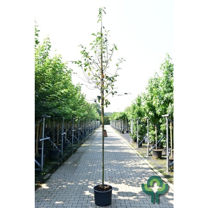 Krentenboom - Amelanchier arborea 'Robin Hill'