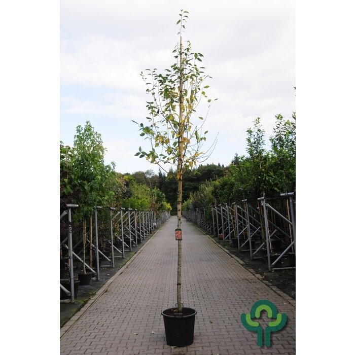 Krentenboom - Amelanchier arborea 'Robin Hill'