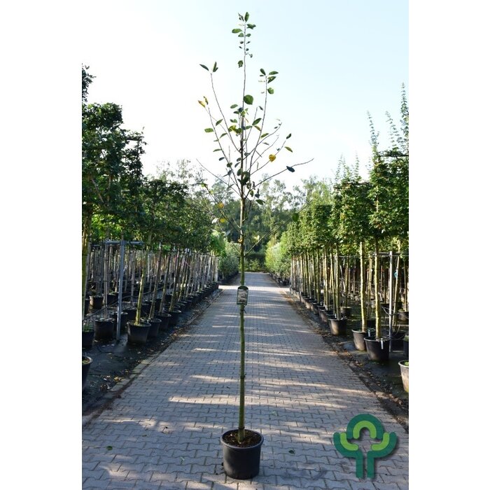 Krentenboom - Amelanchier laevis 'Ballerina'