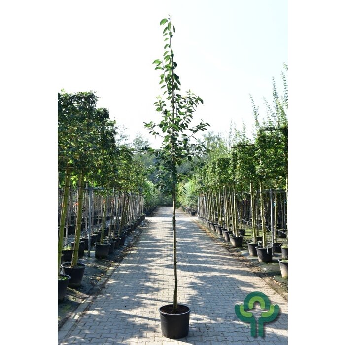 Krentenboom - Amelanchier lamarckii