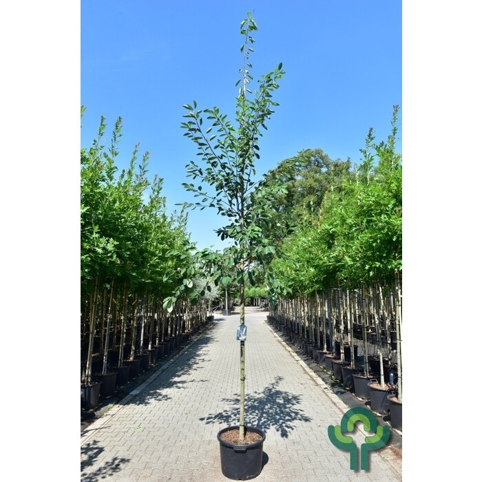 Krentenboom - Amelanchier lamarckii