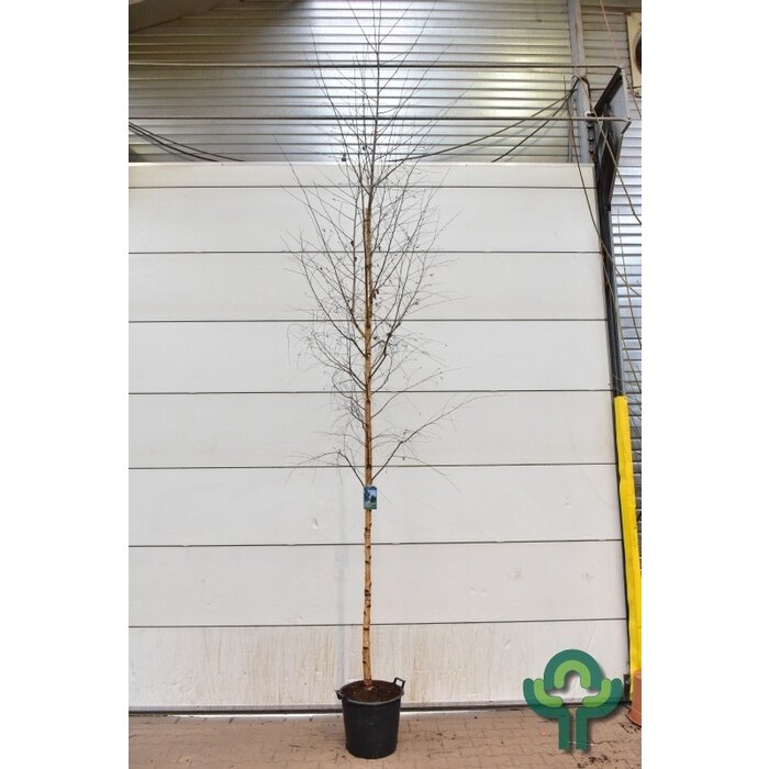 Ruwe berk - Betula pendula