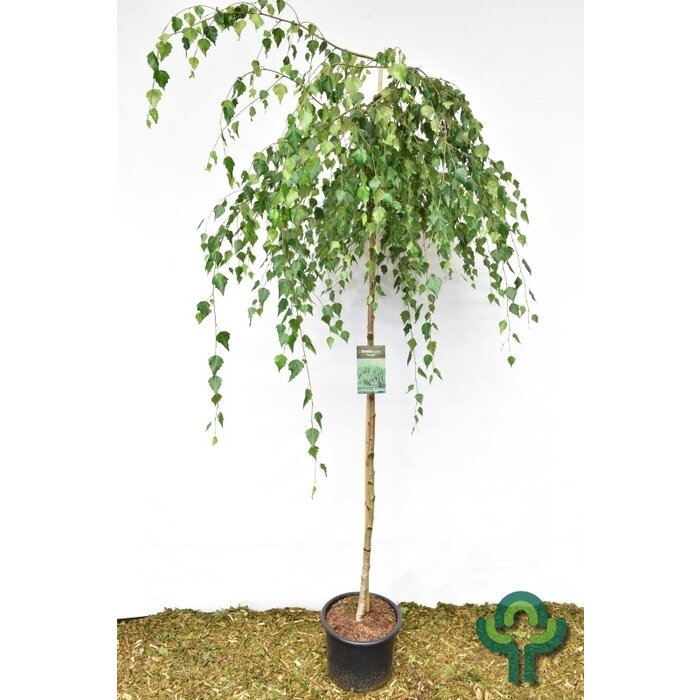 Treurberk - Betula pendula 'Youngii'