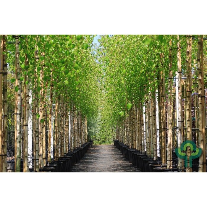 Treurberk - Betula pendula 'Youngii'