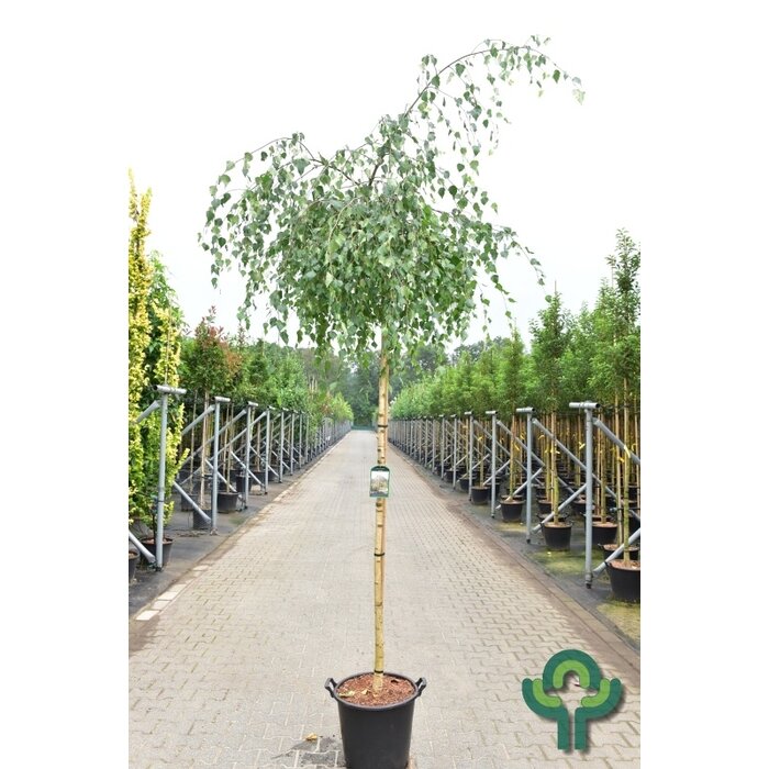 Treurberk - Betula pendula 'Youngii'
