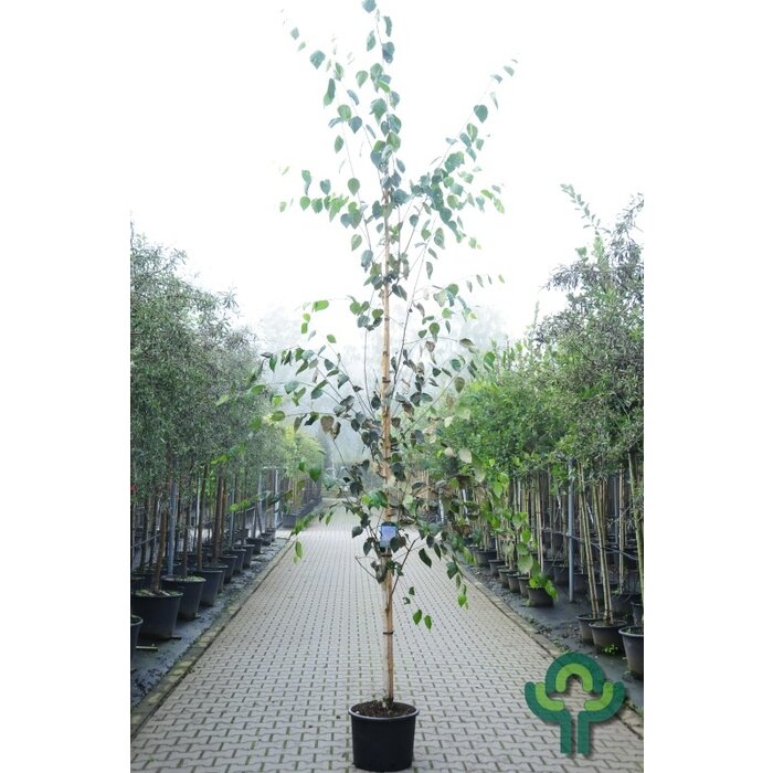 Witte berkenboom - Betula utilis 'Doorenbos'