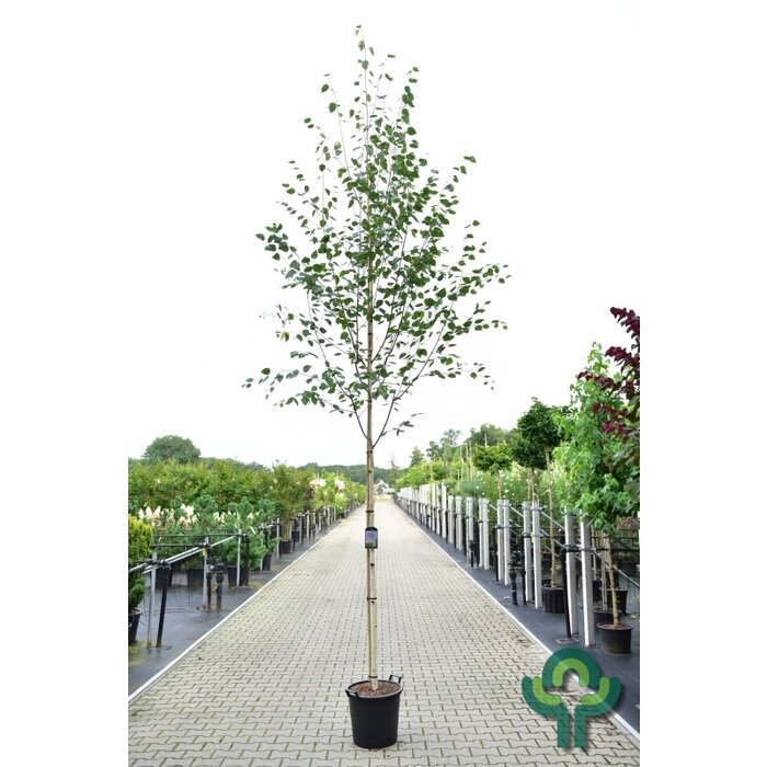 Witte berkenboom - Betula utilis 'Doorenbos'
