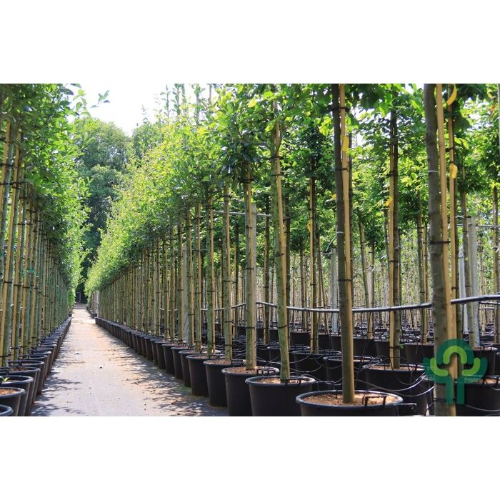 Haagbeuk boom  - Carpinus betulus