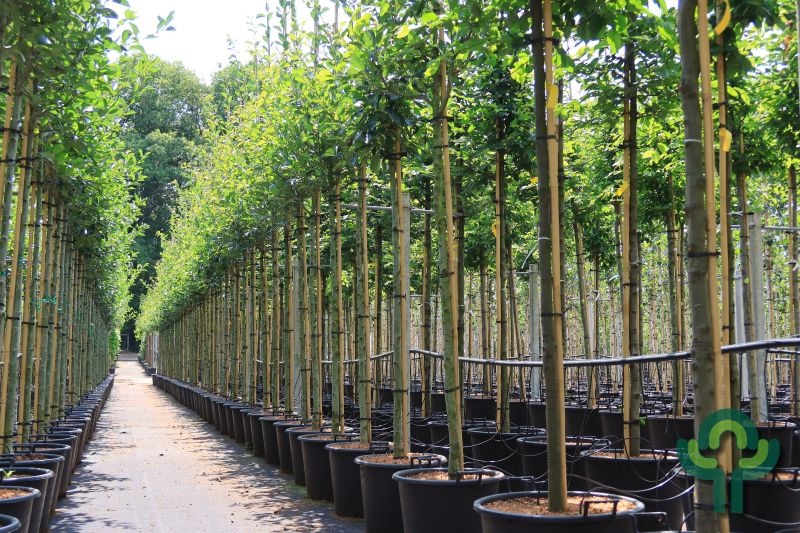 Beukenboom  - Carpinus betulus