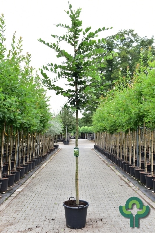 Beukenboom  - Carpinus betulus