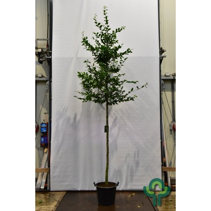 Haagbeuk boom  - Carpinus betulus
