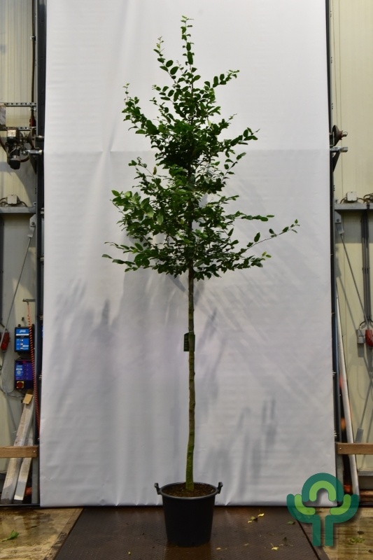 Beukenboom  - Carpinus betulus