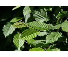 Haagbeuk boom  - Carpinus betulus