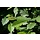 Beukenboom  - Carpinus betulus