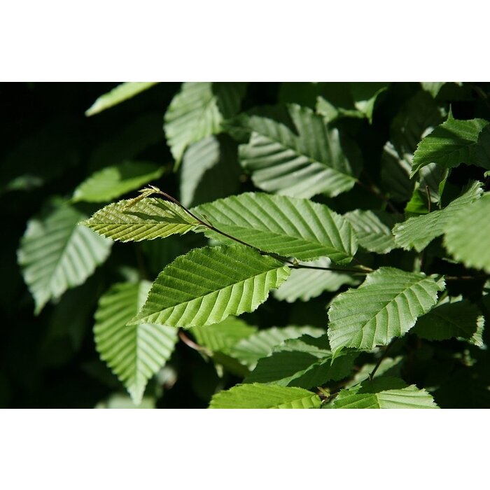 Haagbeuk boom  - Carpinus betulus